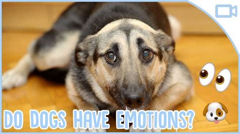 Do dogs feel sadness?